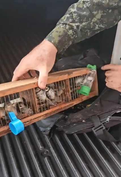 Foto 7 de 8 — Rincão: Polícia Ambiental apreende 17 aves nativas transportadas dentro de malas em ônibus de viagem